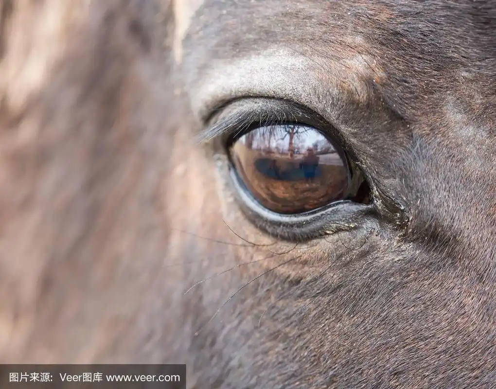 一个漂亮的马眼睛的特写