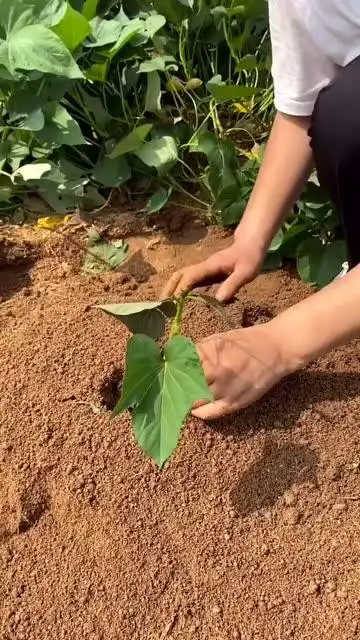 种了几十年红薯,原来插根的方法,都是错的!