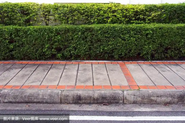 路边的景色和绿色的灌木丛背景