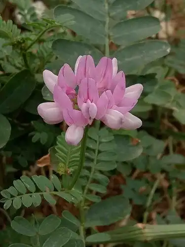 绣球小冠花(coronilla varia)