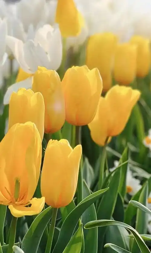 春天拍花分享几个万能的摄影构图方法拍出来的花好看又唯美