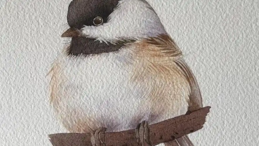 【遇见动物绘画】沼泽山雀水彩绘画过程