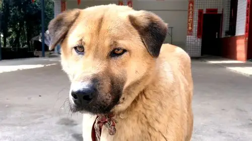 老实的大笨狗黄立睡的稻草窝农村有这样的狗窝真不错