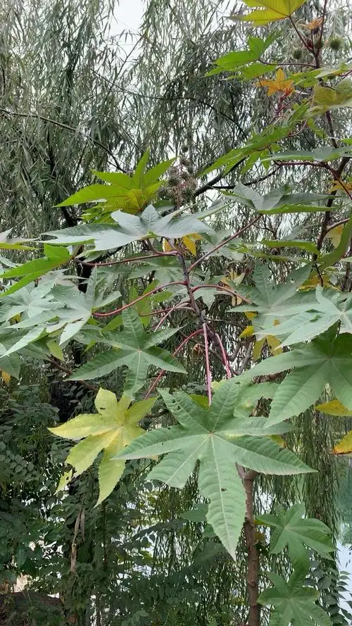小桥旁边还种了一棵特别的树,它叫蓖麻,也叫大麻子,是一颗全身是宝的