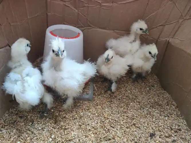 乌鸡宝宝第27天