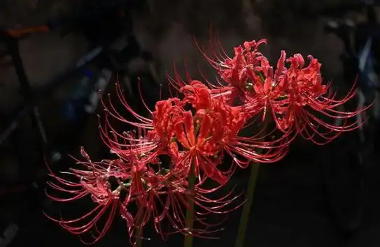 盘点6种冥界之花有的很美有的很贵你见过几种