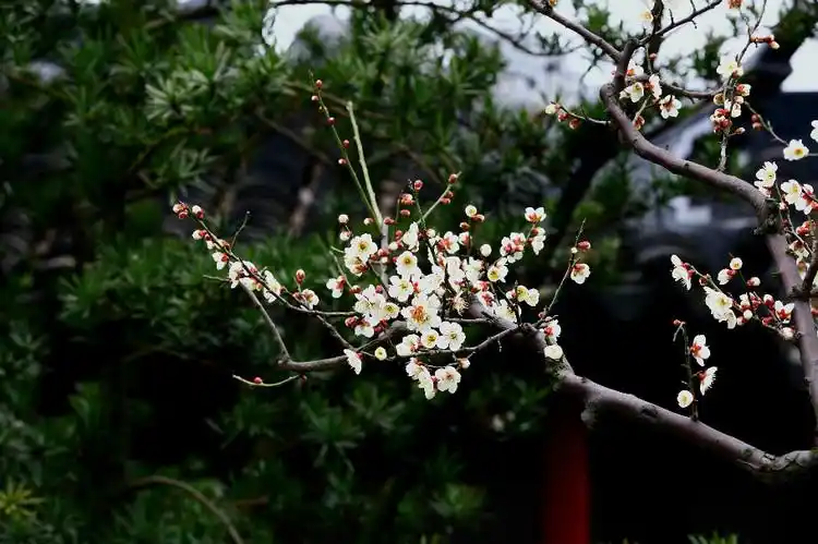 【原创】《松梅图》