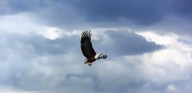 不断飙升的秃鹰天空中的秃鹰飞翔在蓝天上的大自然照片