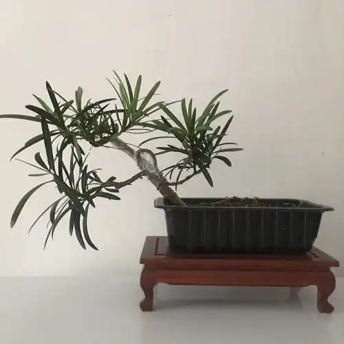 黑色高腰矩形塑料盆,斜干式罗汉松,种子繁殖,己有八年盆龄.