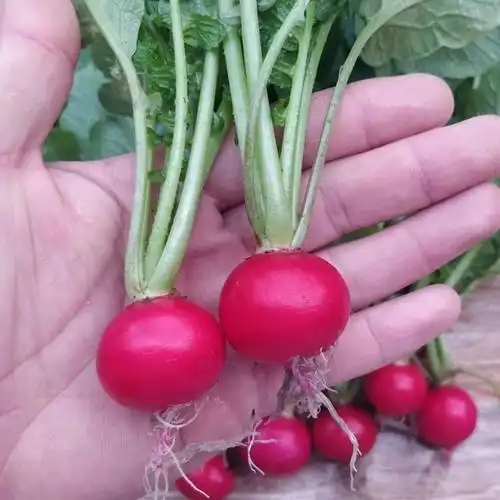 东北新鲜樱桃萝卜红皮迷你小水萝卜小红圆萝卜生吃脆甜蘸酱菜三斤