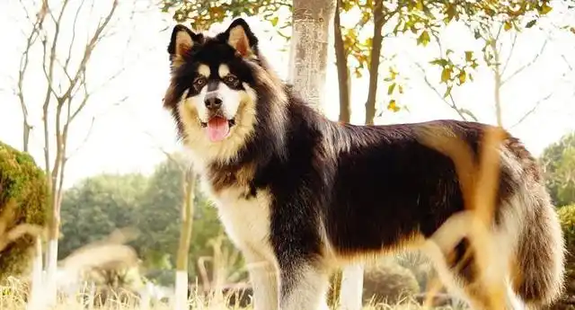 阿拉斯加作为大型犬,如何驯养成温顺的狗狗?