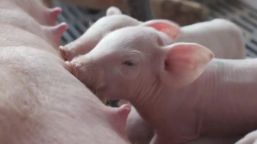 实拍刚出生的小猪宝宝吃奶和猪阉割
