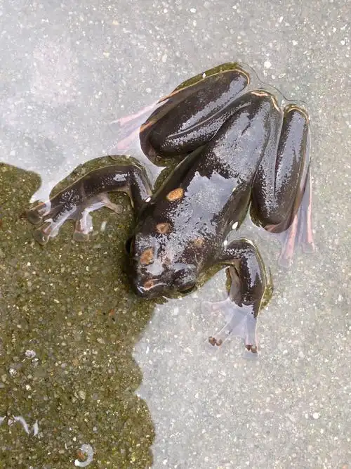 这是什么蛙,叫什么名字?