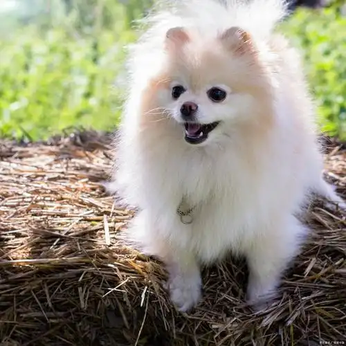 深度解析:带您了解日本银狐犬的"4大"优点与"5大"缺点!