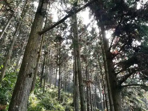 香杉的木材黄褐色,有时心材带淡红褐色,软硬适中