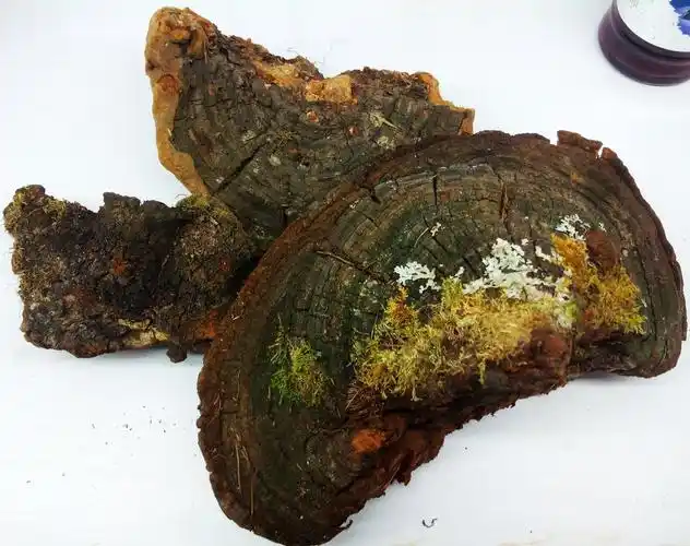 野生松树茸块 松针层孔菌 黄芝 100元/斤 黑龙江大兴安岭森林特产