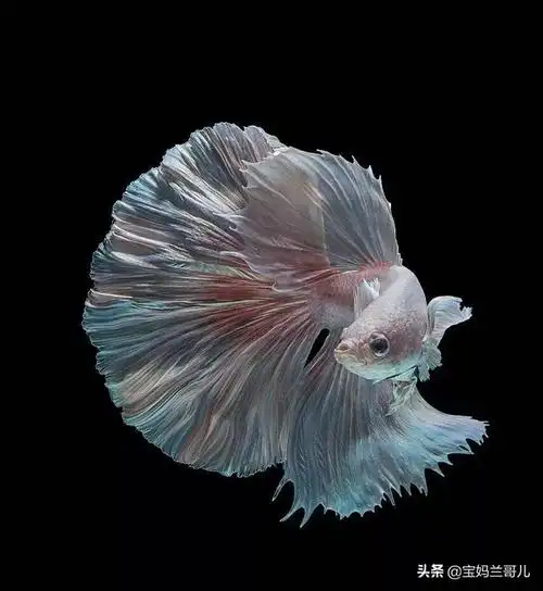 最漂亮的观赏鱼―泰国斗鱼,比美人鱼还要美,太惊艳了