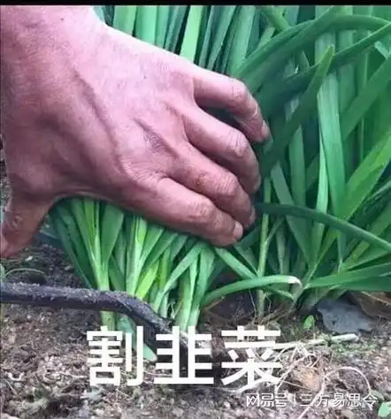 现在电商平台进入到"割肉"和"割韭菜"的阶段了