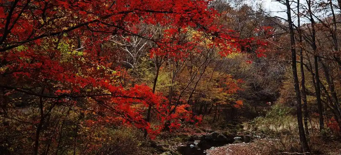 片片枫叶情 本溪关门山国家森林公园