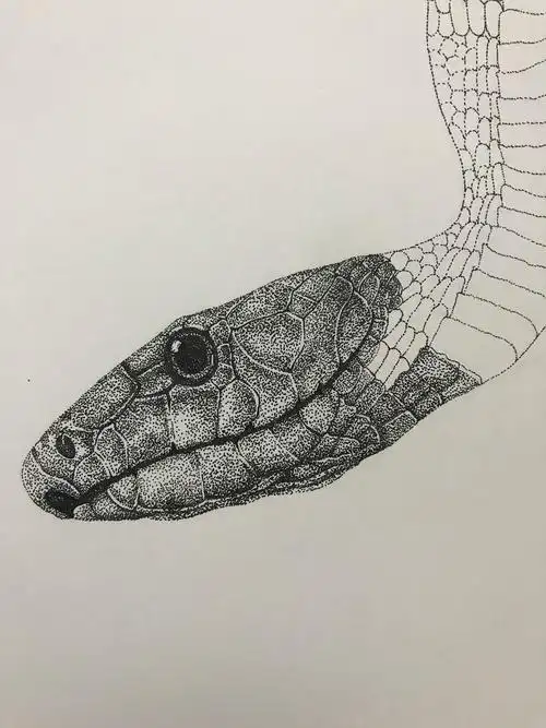 点绘(蛇)|纯艺术|绘画|画说_原创作品-站酷zcool