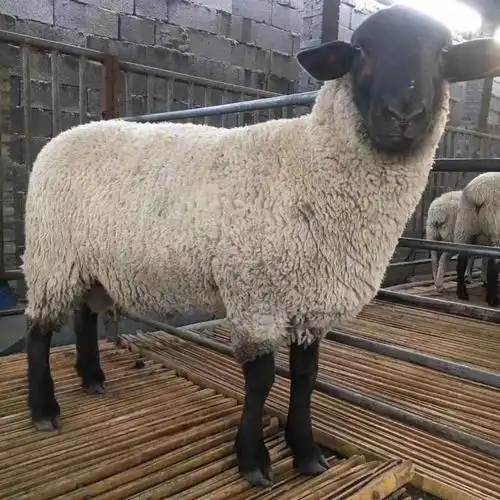 山东萨福克羊价格高吗