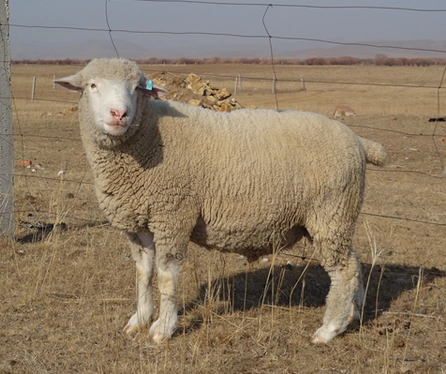 德国肉用美利奴羊