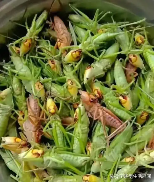 小时候,每到稻谷飘香,丰收在望时,稻田里就满是蚂蚱幼虫飞舞的身影