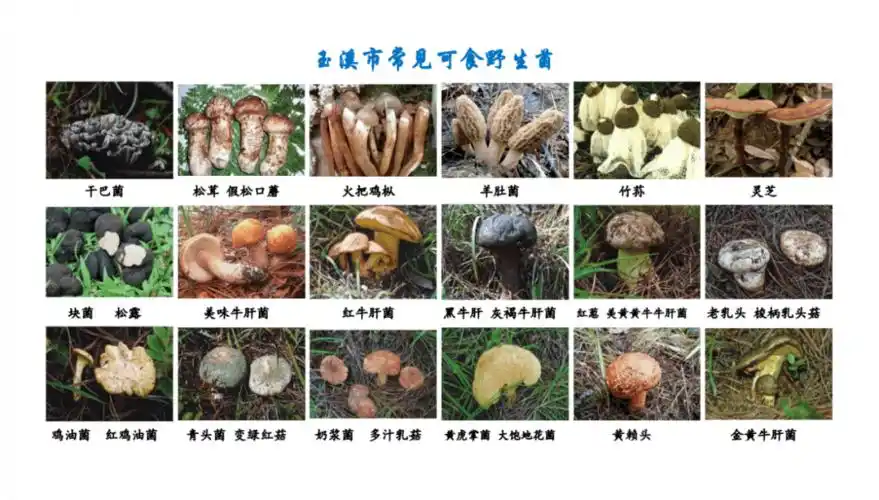 玉溪野生菌资源丰富,分布广泛,种类繁多,同时有毒野生菌的品种也很多