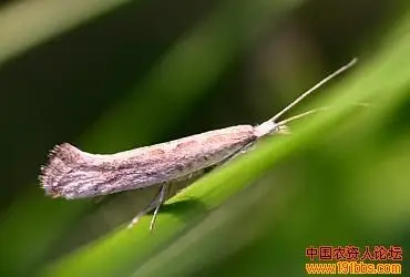 你认识小菜蛾吗