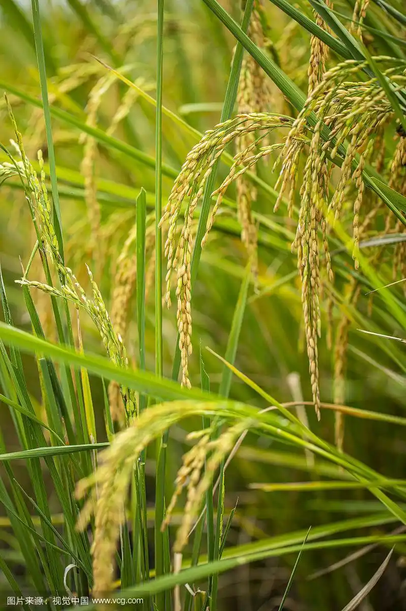 低头的农作物稻穗特写