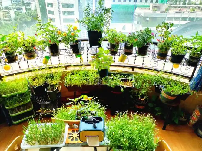 阳台种菜