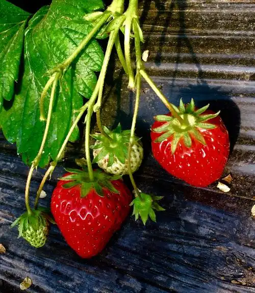 【美篇】草莓生长季——60幅图片