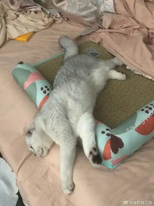 置顶#广安寻猫#【已找回】2岁英短银渐层折耳弟弟,名叫小宝.