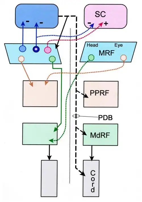 and feedback projections of midbrain reticular formation neurons