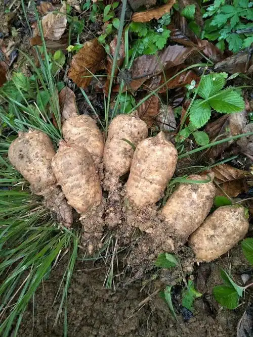 云南昭通正宗小草坝特级新鲜野生天麻深山农家头晕头疼现挖89个一斤