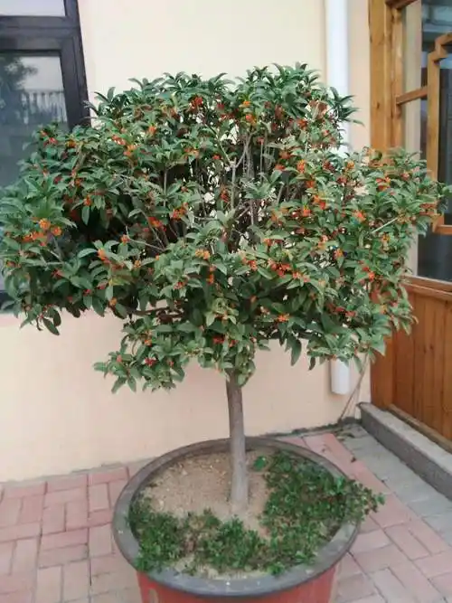 大门口可以放什么植物盆栽