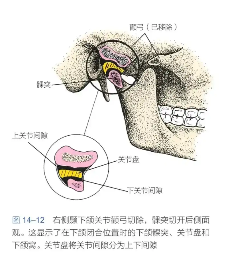 你是否张嘴时出现颞下颌关节弹响或者疼痛,关注我,为你全面解答 - 抖