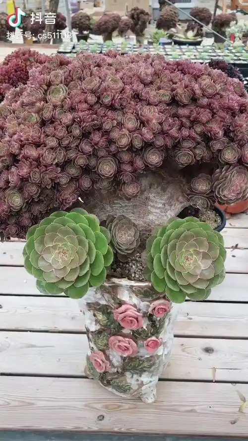 法师缀化法师多肉韩国缀化韩国法师多肉