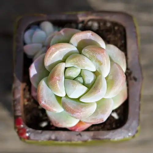 冰玉【一物一拍】多肉植物 冰激凌 状态佳