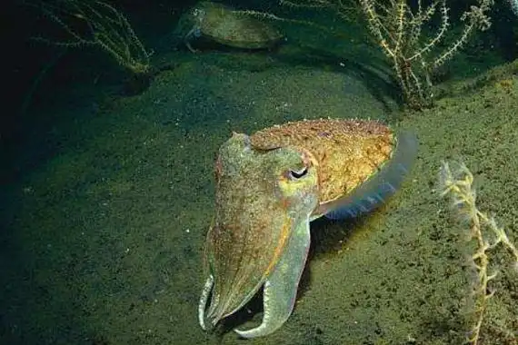 金乌贼养殖技术控制好放养密度