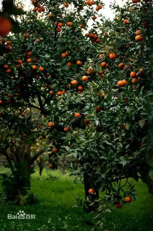 农村住宅门前是否可种植桔子树