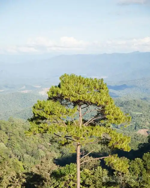 高大的树木生长在高山的顶峰