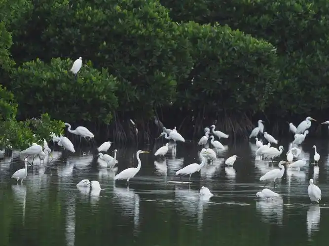 32个湿地206种鸟类 海南岛湿地资源试点调查完成
