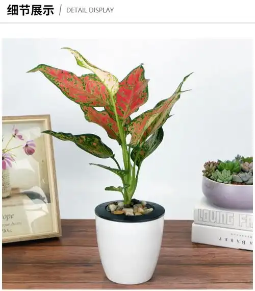 好运吉祥小型如意皇后盆栽绿植