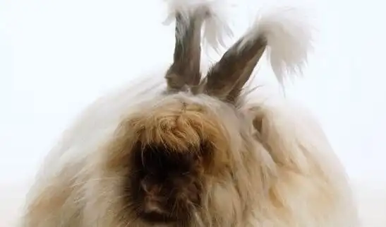 巨型安哥拉兔浑身上下都是毛长达38厘米打破世界纪录2