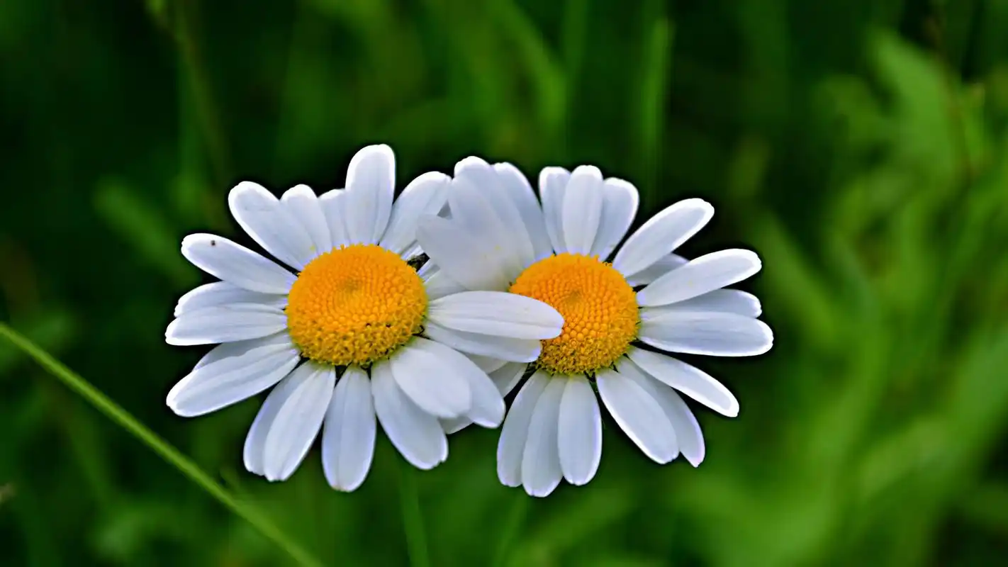 小清新白色花卉微距摄影图片桌面壁纸