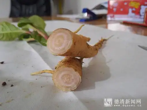 "商陆根"当"野人参" 工地男子中了毒