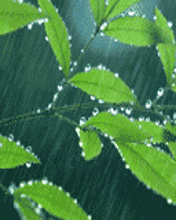 176_220gif 动态图 动图