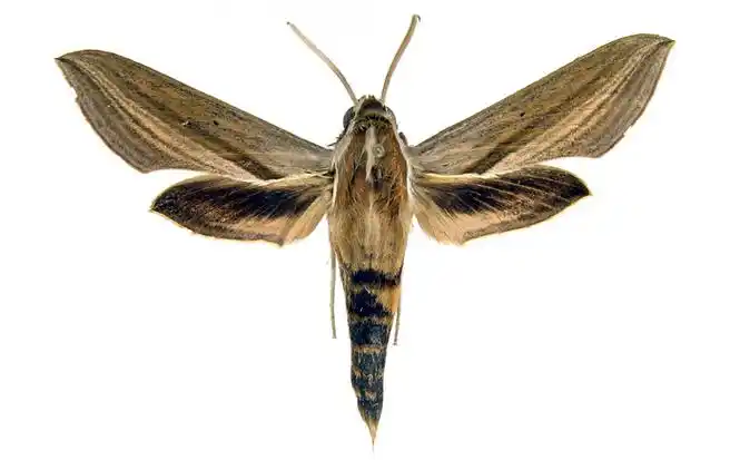 p>雀纹天蛾( i>there japonica /i>)是天蛾科斜纹天蛾属的一种动物.