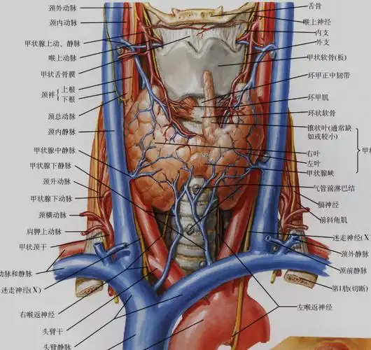 考研西医综合考点背诵甲状腺解剖概要